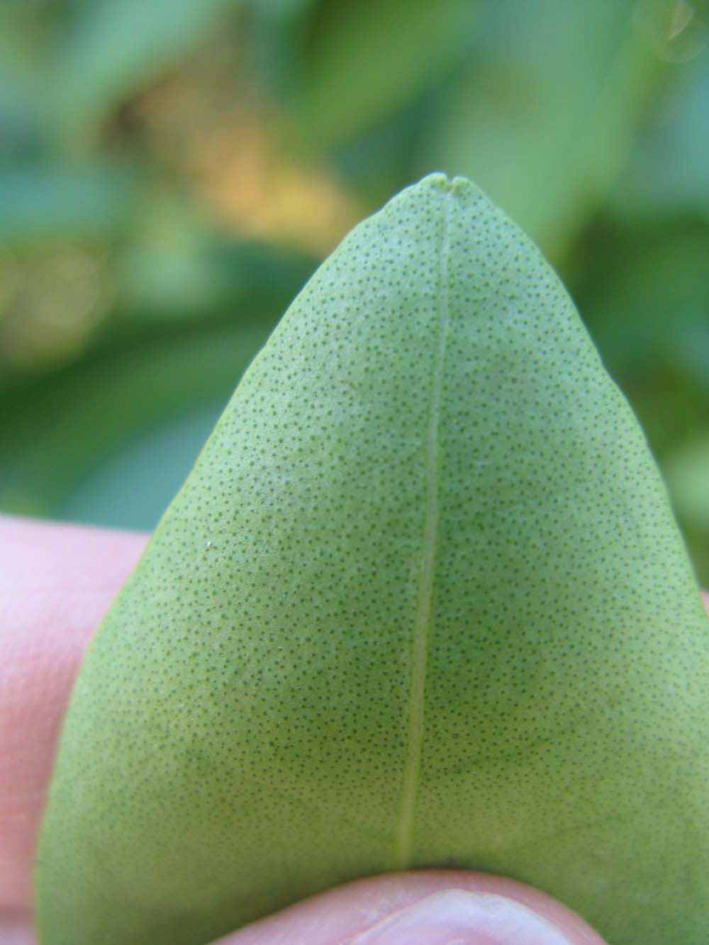              Margin (Winter Haven, FL)       